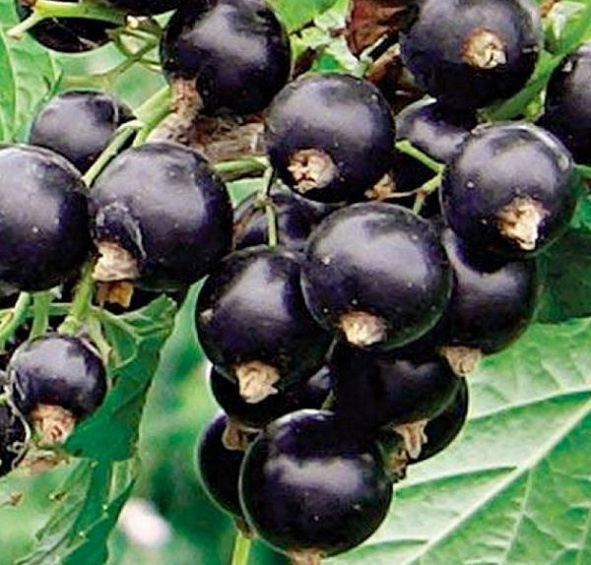 Смородина черная 'Оджебин'